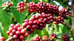 Начало инвестиций в развитие инфраструктуры зон выращивания кофе в Центральном нагорье