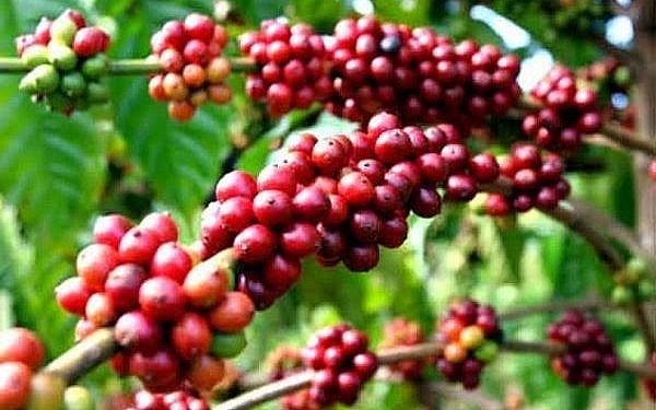 Начало инвестиций в развитие инфраструктуры зон выращивания кофе в Центральном нагорье