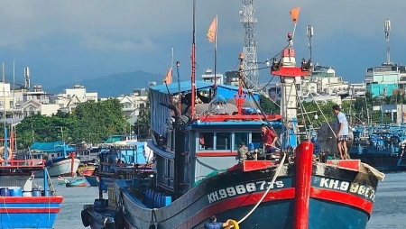 Богатый улов тунца и усиление борьбы с ННН-промыслом в провинции Кханьхоа