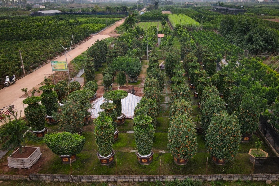 Садовники в провинции Хынгйен изготавливают горшки с грейпфрутами и мандаринами в форме дракона