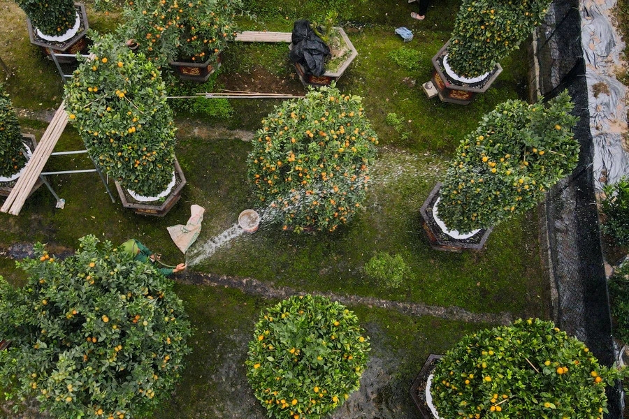 Садовники в провинции Хынгйен изготавливают горшки с грейпфрутами и мандаринами в форме дракона