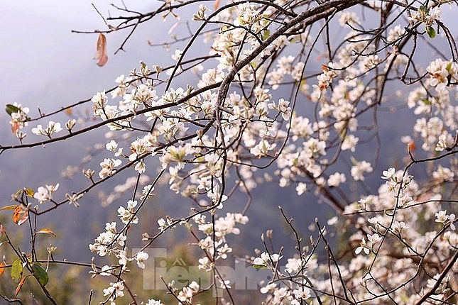 Любование красотой леса цветущего боярышника после зимней спячки на горе Лунгкунге