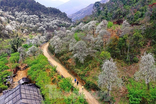 Любование красотой леса цветущего боярышника после зимней спячки на горе Лунгкунге