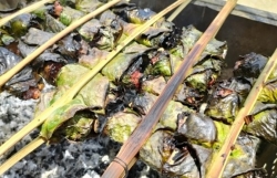 «Горная» свинина, завернутая в листья помело, — уникальный деликатес местности Лыонгсон в провинции Хоабинь
