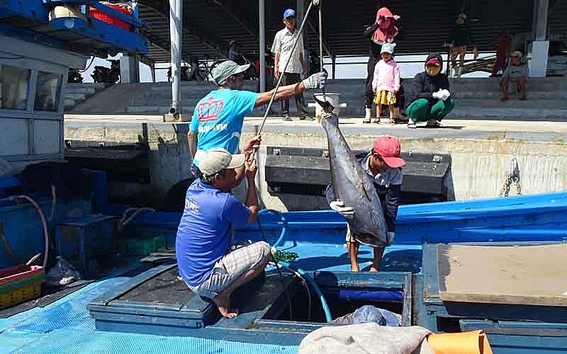 Основание кооператива высокотехнологичной обработки тунца в провинции Фуйен
