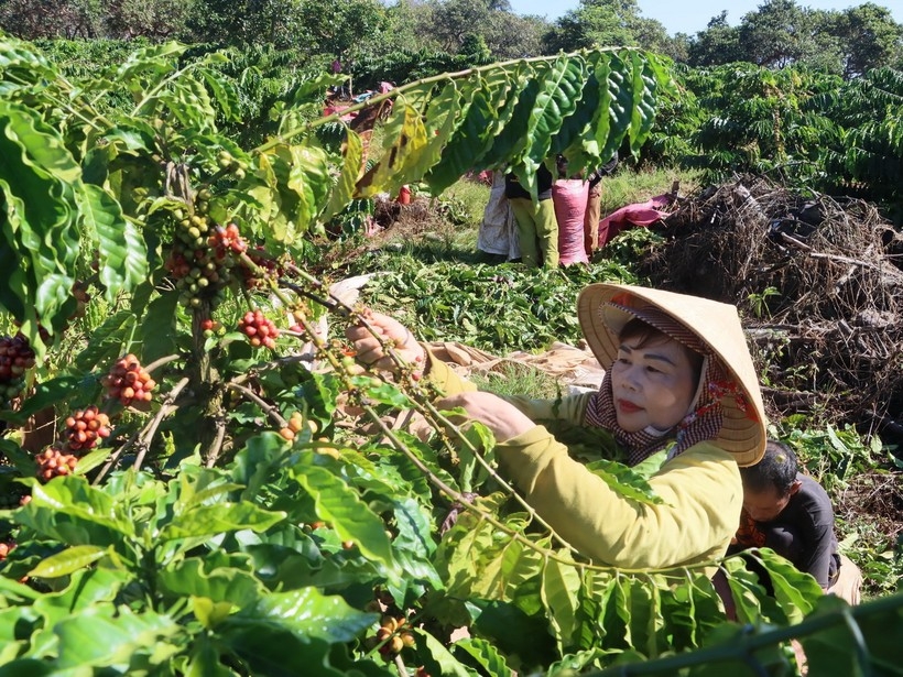 Жители поселка Шонлой, коммуны Тхошон, района Буданг, провинции Биньфыок в процессе сбора урожая кофе: Фото: ВИА