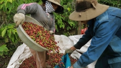 Вьетнамский кофе: улучшение качества для увеличения экспортной стоимости