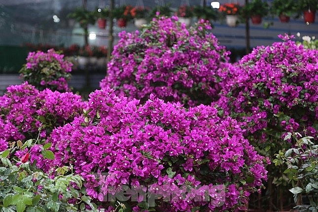 Красивые цветы на самой большой цветочной улице города Винь в первый день Нового года