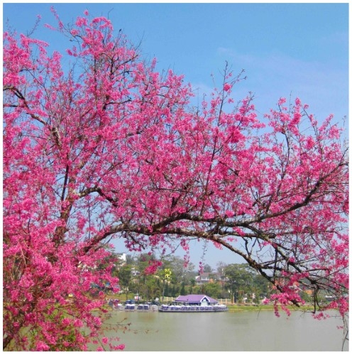 Сезон цветения сакуры в Далате