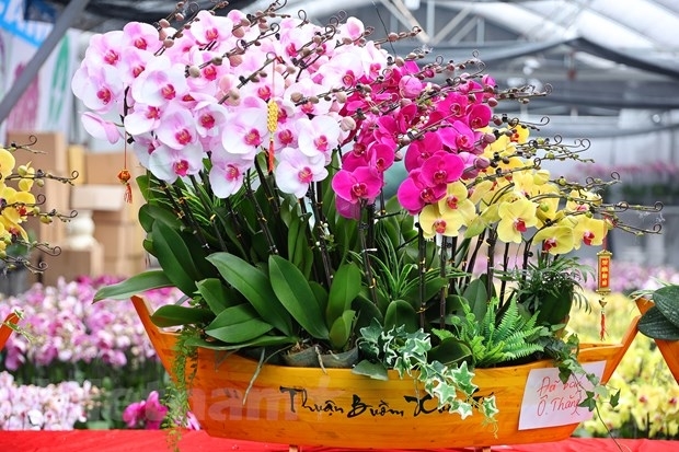 Цветочная деревня Суанкуан полна цветов по случаю Нового года по лунному календарю