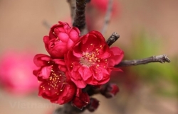 Созерцание редкого вида цветка персика