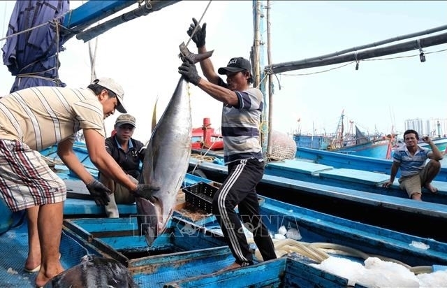 В провинции Кханьхоа рыбаки выходят в открытое море на новый улов