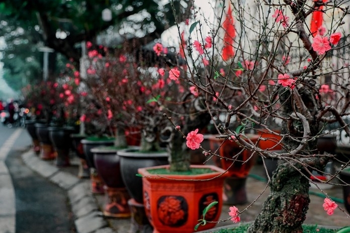 На цветочных рынках в Ханое царит атмосфера Тет