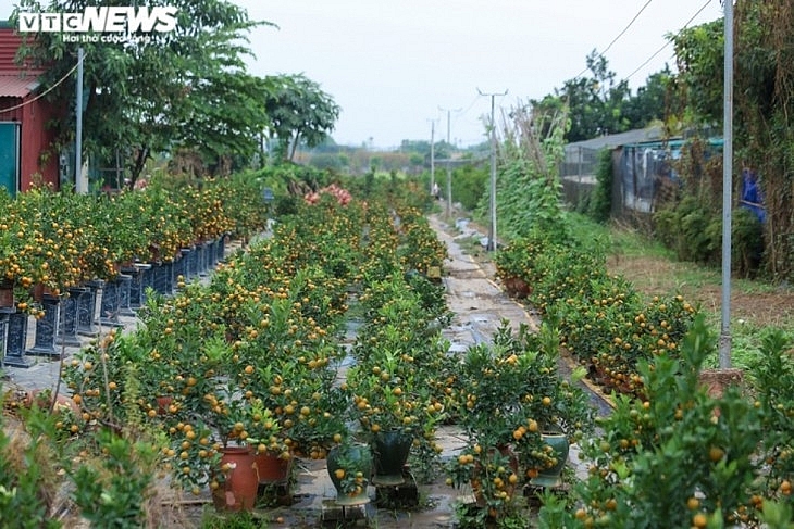 Деревья кумквата стоимостью десятки миллионов вьетнамских донгов - предпочитаемый товар для Тета
