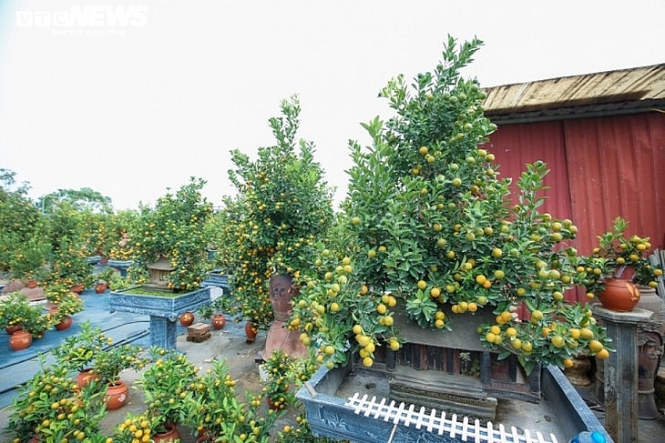 Деревья кумквата стоимостью десятки миллионов вьетнамских донгов - предпочитаемый товар для Тета