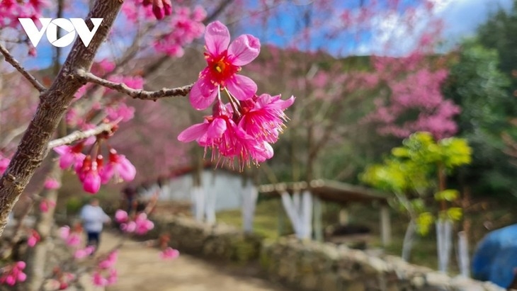 Цветы Тозай принесли весну в горы Мукангчай