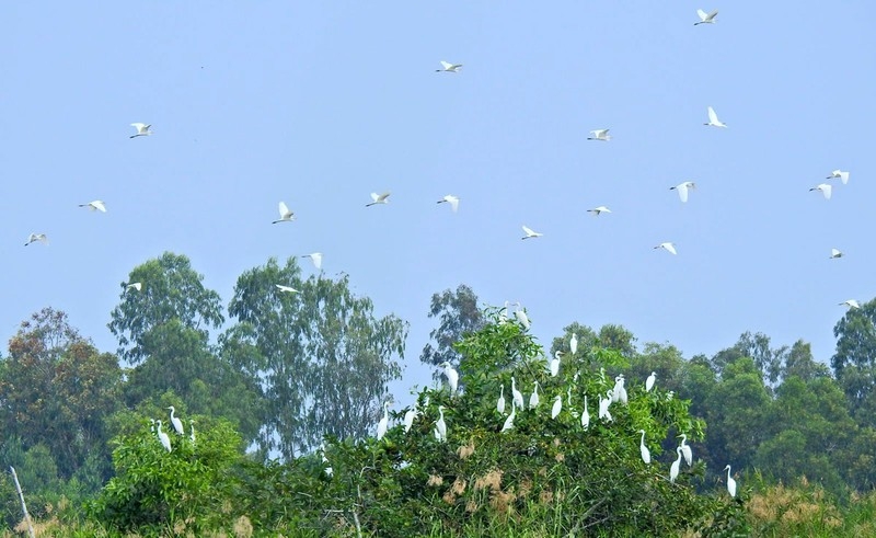 Искусственный птичий сад в Камау