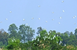 Искусственный птичий сад в Камау
