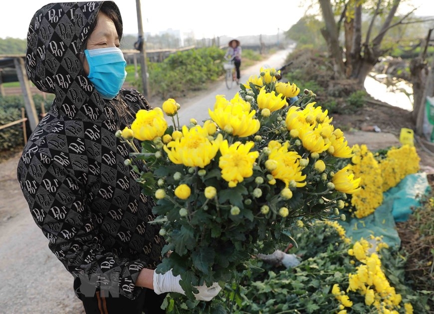 Цветочная деревня г.Ханоя готовится к Новому 2023 году по лунному календарю