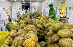 Перспективы экспорта вьетнамских фруктов