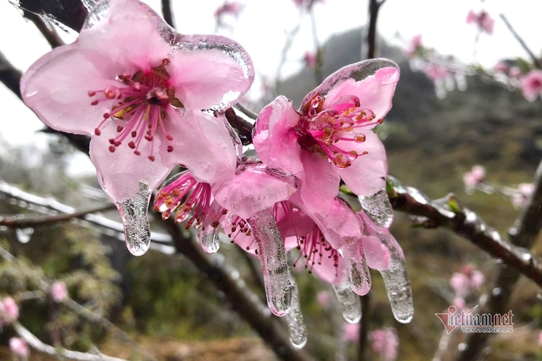 Люди приезжают в Хазянг, чтобы увидеть замороженные цветы персика в холодную погоду при -1 градусе