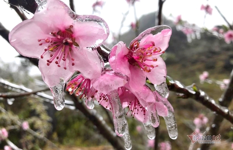 Люди приезжают в Хазянг, чтобы увидеть замороженные цветы персика в холодную погоду при -1 градусе