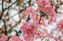 Сезон табебуй розовых в Хошимине
