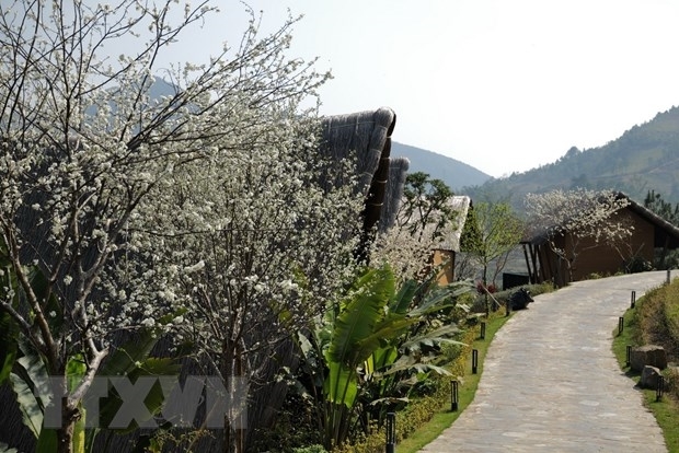Созерцание красоты цветения сливы в высокогорье провинции Йенбай