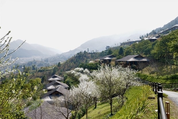 Созерцание красоты цветения сливы в высокогорье провинции Йенбай