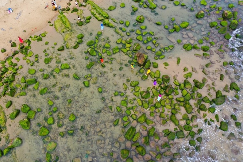 Сезон зеленого мха на рифе Намо привлекает большое количество туристов