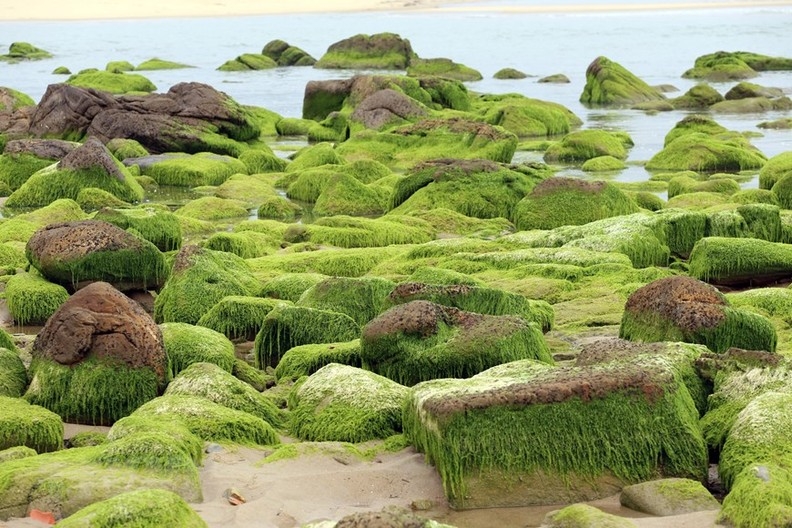 Сезон зеленого мха на рифе Намо привлекает большое количество туристов