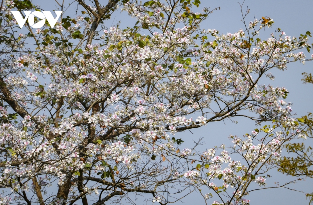 Цветы баухинии распускаются в долине Мыонгтхань