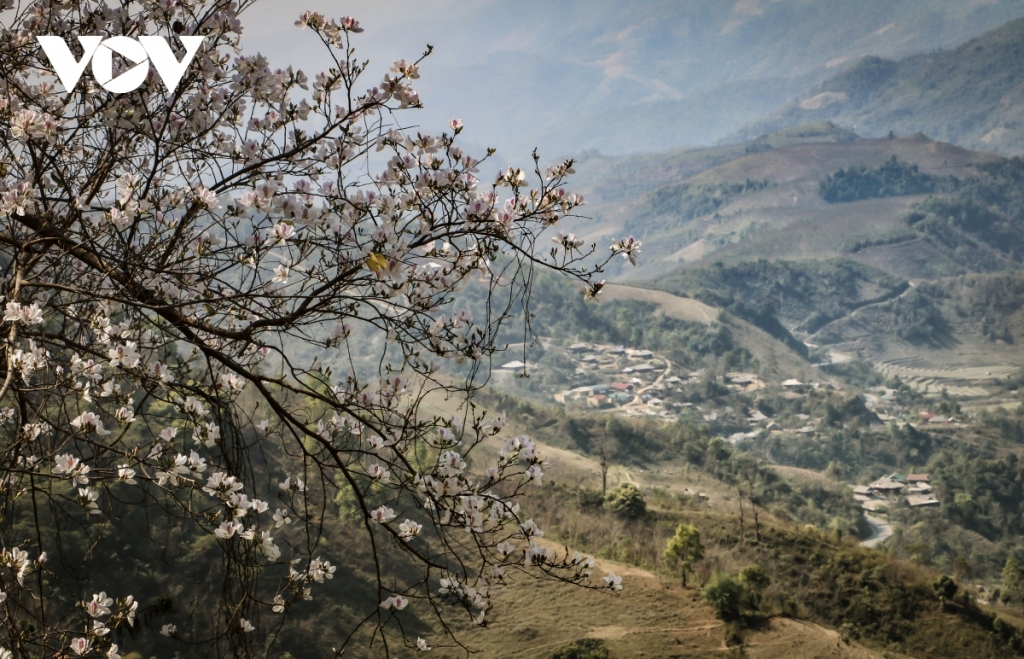 Цветы баухинии распускаются в долине Мыонгтхань