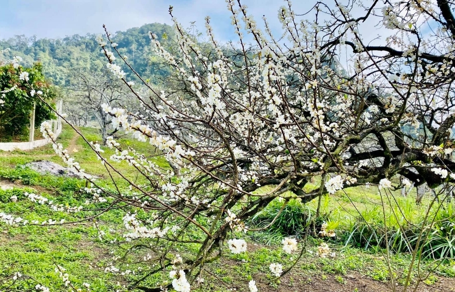 Ранний сезон цветения сливы на высокогорье Мокчау