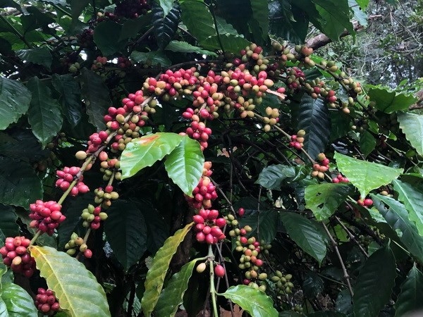 Япония увеличивает импорт кофе с рынка Вьетнама