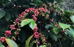 Япония увеличивает импорт кофе с рынка Вьетнама