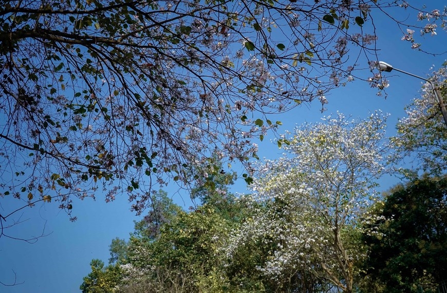 Цветы баухинии цветут по всему горному городку Дьенбьен