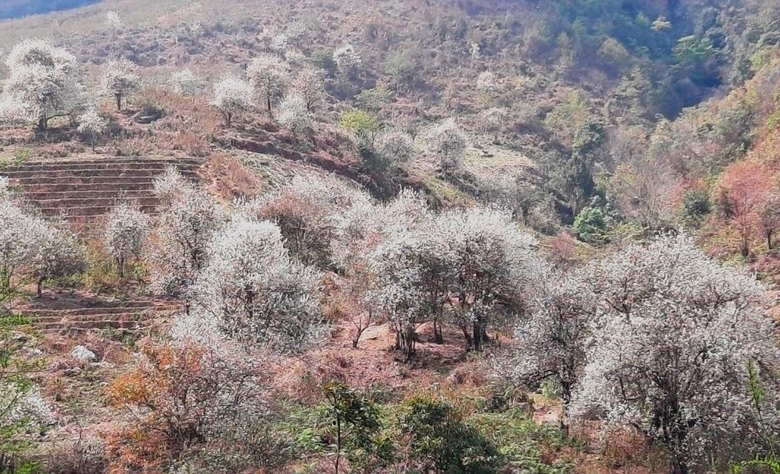 Белые цветы Шонча в лесу Мукангчай