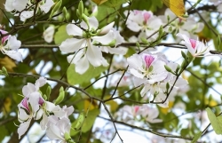 Цветы Баухиния с северо-запада страны в столице Ханоя