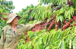 Позитивное воздействие EVFTA на кофейную отрасль на плато Тэйнгуен