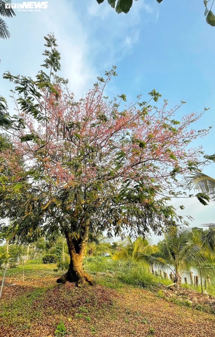 Цветущие «вишевые деревья» в районах дельты реки Меконг