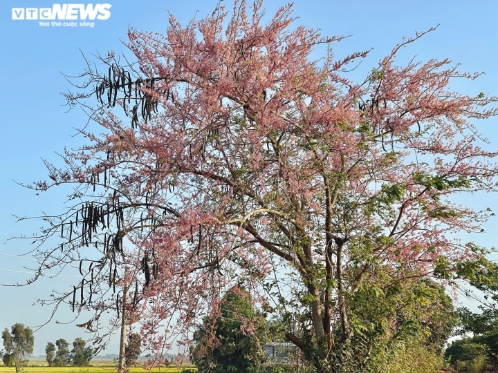 Цветущие «вишевые деревья» в районах дельты реки Меконг