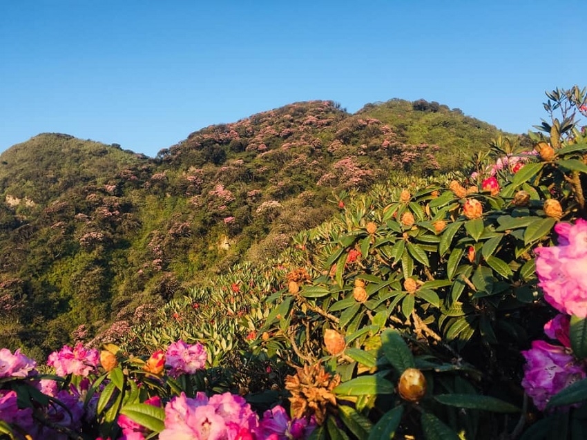 На горе Путаленге распустились цветы азалии