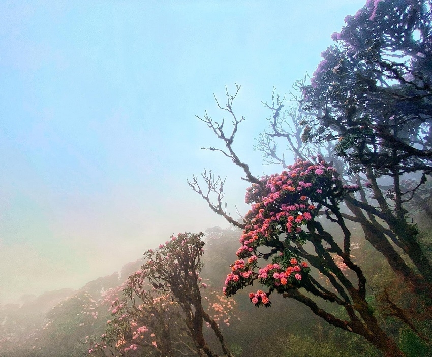 На горе Путаленге распустились цветы азалии