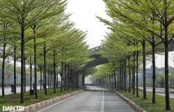 Весенний зелёный наряд столичных дорог
