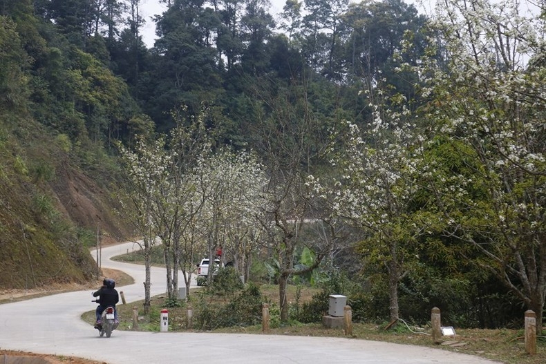 Приезжаем в Туенкуанг, чтобы посетить самую длинную дорогу грушевых цветов во Вьетнаме