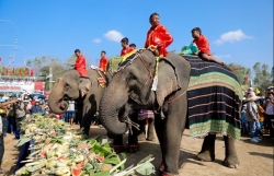 Уникальный буфет для слонов в провинции Даклаке