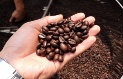 Расширение производства высококачественного кофе