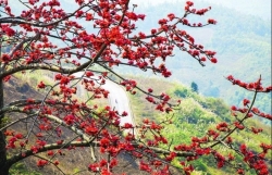 В провинции Хазянг наступил сезон цветения хлопковых деревьев