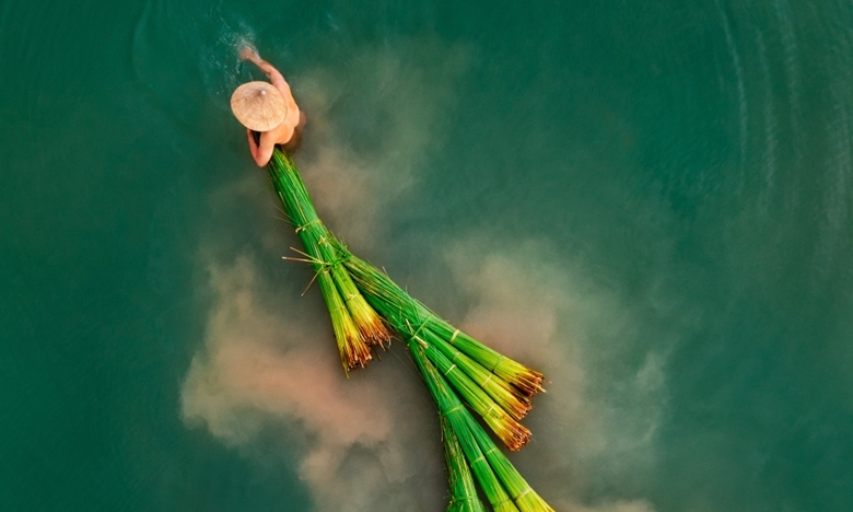 Фотография сбора травы лепиронии вьетнамского автора заняла первое место на международном фотоконкурсе
